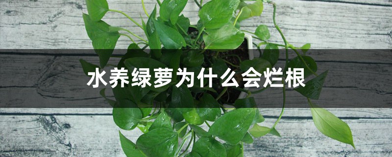 水养绿萝为什么会烂根,烂根怎么补救 水养绿萝为什么会烂根,烂根怎么补救