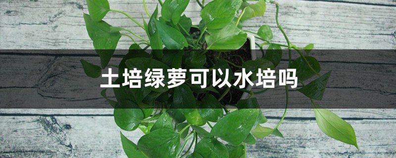 土培绿萝可以水培吗,可以半土半水吗 土培绿萝可以水培吗,可以半土半水吗
