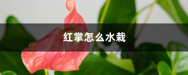红掌怎么水栽,水培红掌水里放什么好? 红掌怎么水栽,水培红掌水里放什么好?