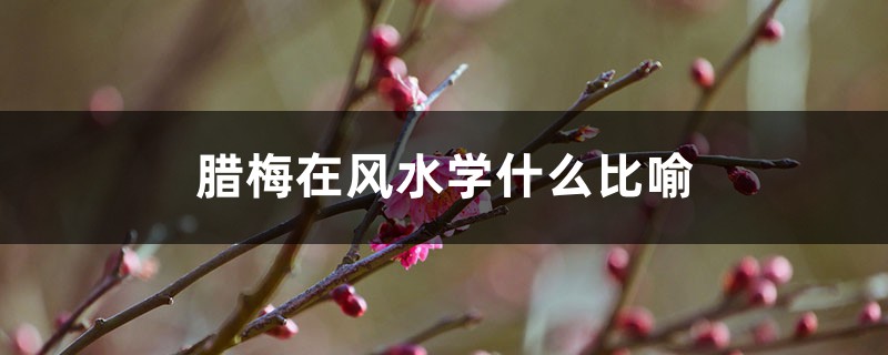 腊梅在风水学什么比喻,适合种庭院吗 腊梅在风水学什么比喻,适合种庭院吗