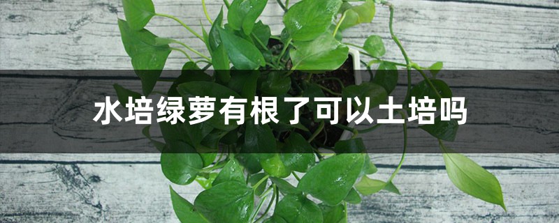 水培绿萝有根了可以土培吗,怎样改土培 水培绿萝有根了可以土培吗,怎样改土培