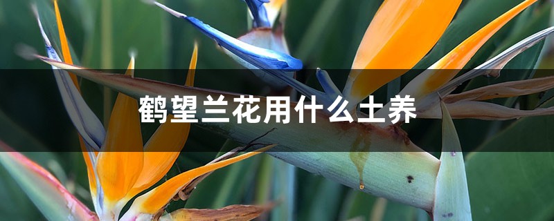 鹤望兰花用什么土养,养几年开花? 鹤望兰花用什么土养,养几年开花?
