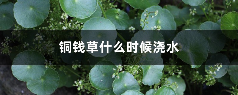铜钱草几点浇水最好,可以积水么 铜钱草几点浇水最好,可以积水么