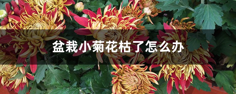 盆栽小菊花枯了怎么办,是什么原因 盆栽小菊花枯了怎么办,是什么原因
