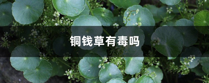 铜钱草有毒吗?可以放在卧室吗? 铜钱草有毒吗?可以放在卧室吗?