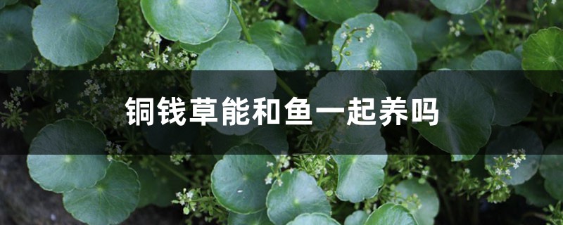 铜钱草能和鱼一起养吗,哪些水培可以和鱼共养 铜钱草能和鱼一起养吗,哪些水培可以和鱼共养