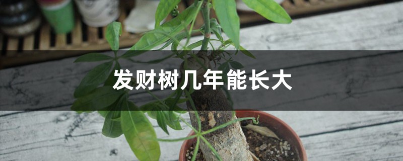 发财树几年能长大,主干怎么养粗 发财树几年能长大,主干怎么养粗