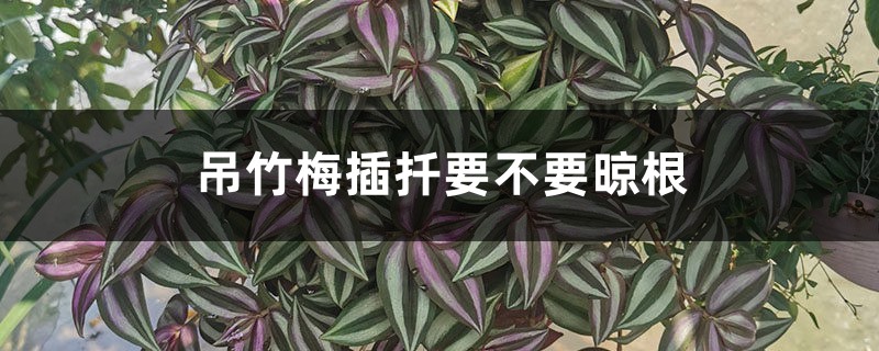 吊竹梅插扦要不要晾根(附扦插图解) 吊竹梅插扦要不要晾根(附扦插图解)