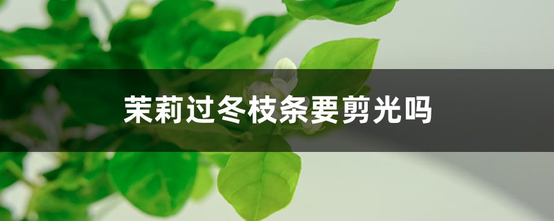 茉莉过冬枝条要剪光吗,修剪方法图解 茉莉过冬枝条要剪光吗,修剪方法图解