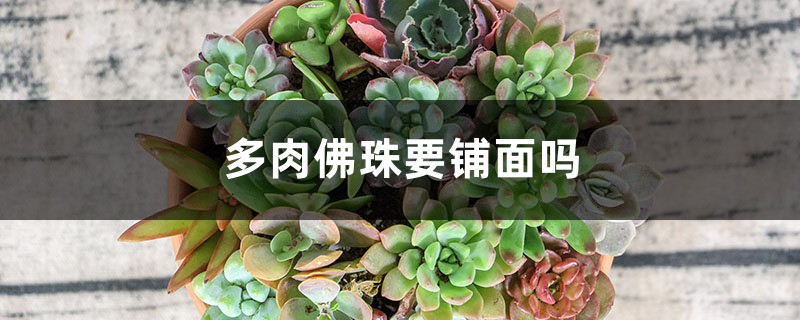 多肉佛珠要铺面吗 多肉佛珠要铺面吗