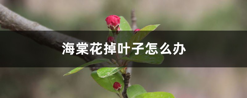 海棠花掉叶子怎么办,叶子蔫了怎么处理 海棠花掉叶子怎么办,叶子蔫了怎么处理