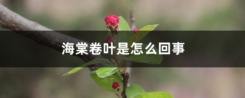 海棠卷叶、叶子发黄枯萎是怎么回事 海棠卷叶、叶子发黄枯萎是怎么回事