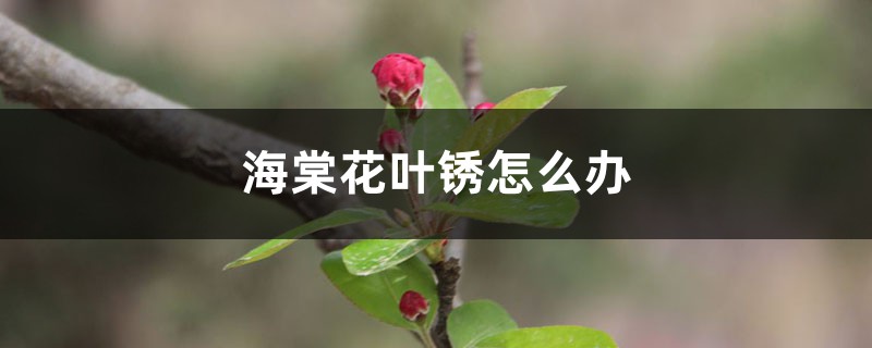 海棠花叶锈怎么办,干叶是怎么回事 海棠花叶锈怎么办,干叶是怎么回事