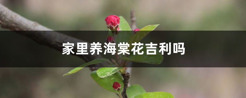 家里养海棠花吉利吗,家里养什么花不吉利 家里养海棠花吉利吗,家里养什么花不吉利