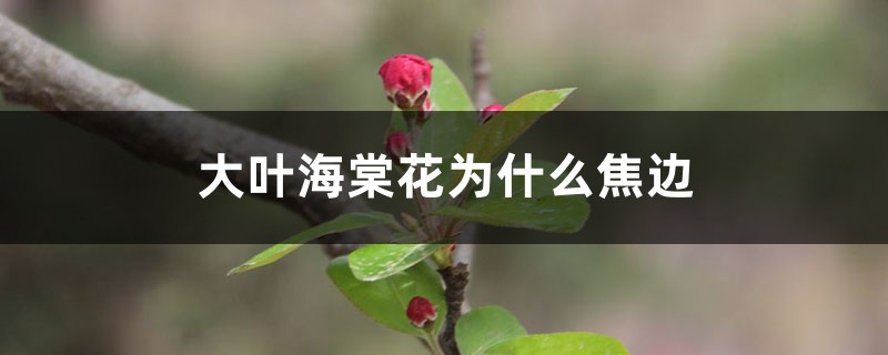 大叶海棠花焦边的原因(图片),焦边怎么办 大叶海棠花焦边的原因(图片),焦边怎么办