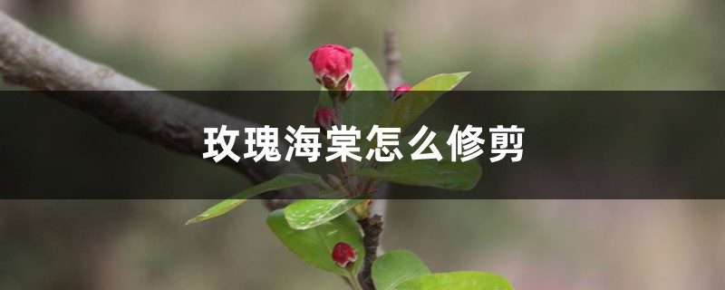 玫瑰海棠怎么修剪,什么时候剪枝 玫瑰海棠怎么修剪,什么时候剪枝