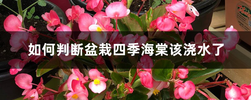 如何判断盆栽四季海棠该浇水了 如何判断盆栽四季海棠该浇水了