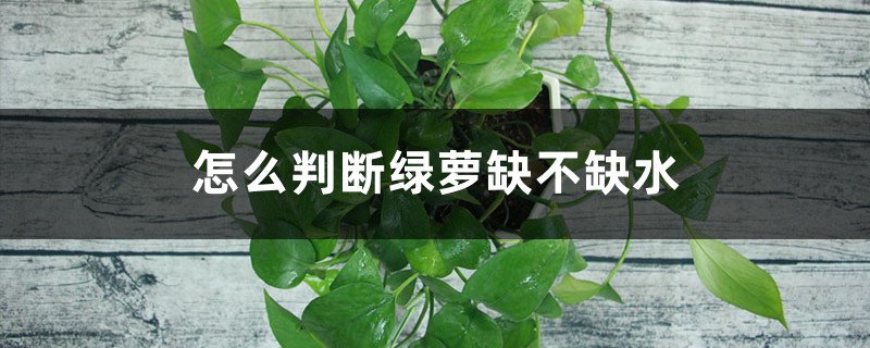 怎么判断绿萝缺不缺水 怎么判断绿萝缺不缺水