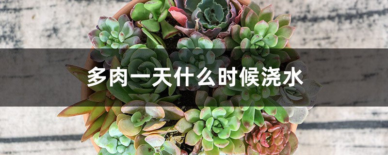 多肉一天什么时候浇水,用喷雾好吗 多肉一天什么时候浇水,用喷雾好吗