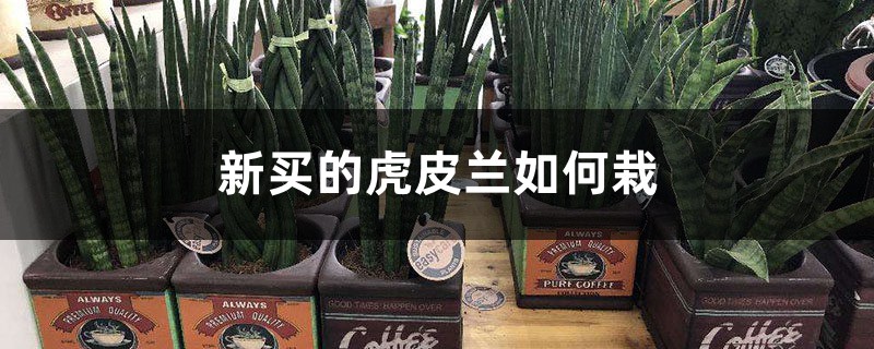 新买的虎皮兰如何栽(上盆和浇水方法) 新买的虎皮兰如何栽(上盆和浇水方法)