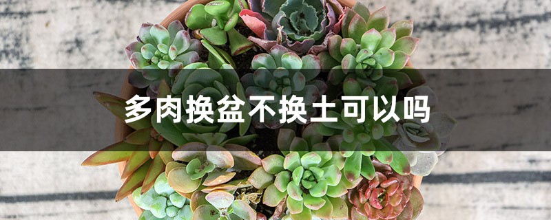多肉换盆不换土可以吗,湿土还是干土好 多肉换盆不换土可以吗,湿土还是干土好
