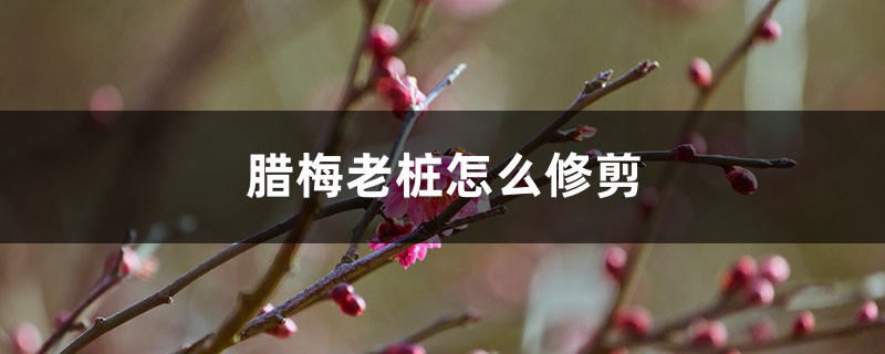 腊梅老桩怎么修剪,什么时候剪 腊梅老桩怎么修剪,什么时候剪