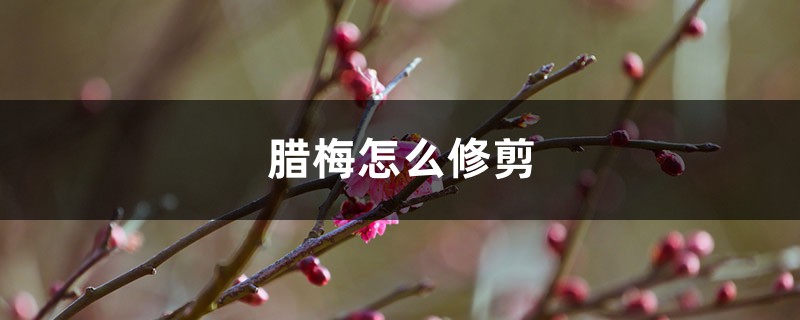 腊梅怎么修剪多开花(图解) 腊梅怎么修剪多开花(图解)