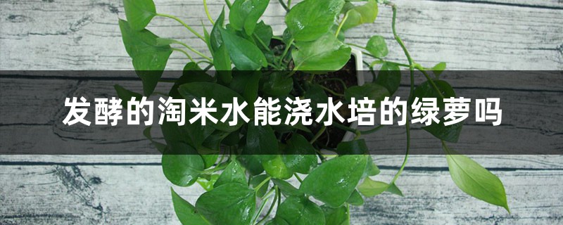 水培绿萝能用淘米水吗,淘米水浇花要发酵几天? 水培绿萝能用淘米水吗,淘米水浇花要发酵几天?