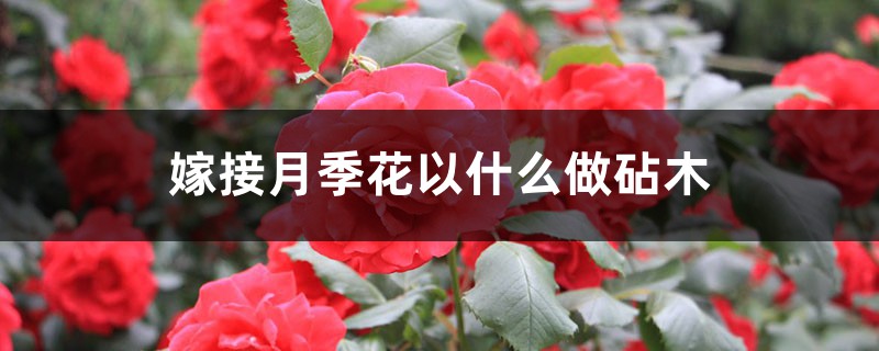 月季花嫁接用啥砧木(嫁接步骤图) 月季花嫁接用啥砧木(嫁接步骤图)