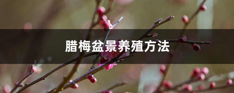 腊梅盆景养殖方法(室内和室外方法不同) 腊梅盆景养殖方法(室内和室外方法不同)