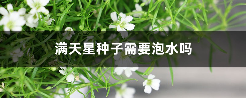 满天星种子种植前需要泡水吗(泡水时长和方法) 满天星种子种植前需要泡水吗(泡水时长和方法)