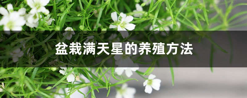 盆栽满天星的养殖方法和注意事项 盆栽满天星的养殖方法和注意事项
