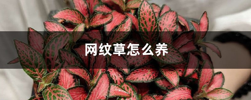 网纹草怎么养可以爆盆 网纹草怎么养可以爆盆