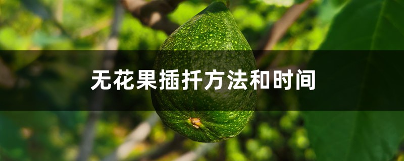 无花果什么季节扦插最好(附扦插方法) 无花果什么季节扦插最好(附扦插方法)