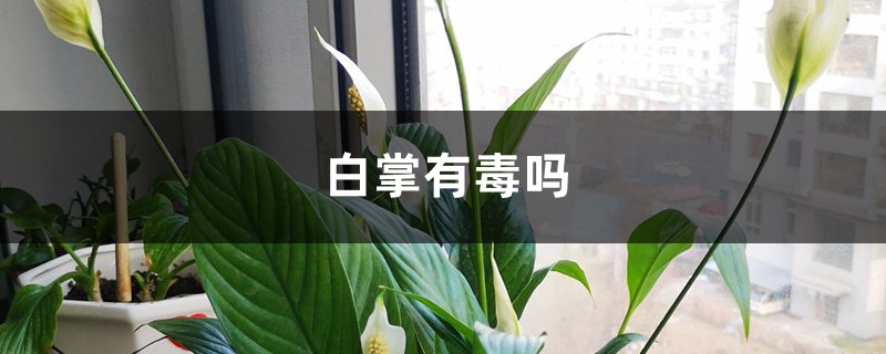 白掌有毒吗,可以放卧室吗 白掌有毒吗,可以放卧室吗