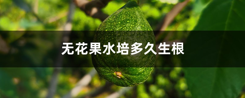无花果水培多久生根 无花果水培多久生根