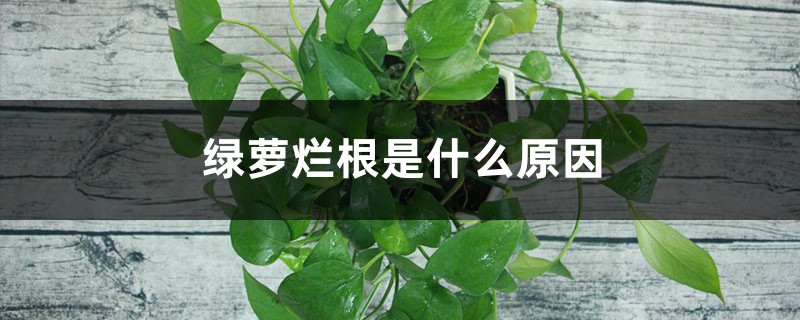绿萝烂根是什么原因,怎么补救 绿萝烂根是什么原因,怎么补救
