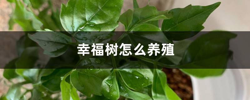 幸福树怎么养殖,根部发黄怎么办 幸福树怎么养殖,根部发黄怎么办