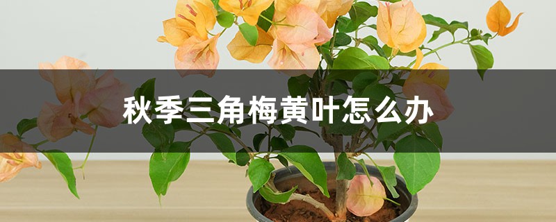 秋季三角梅黄叶、落叶怎么办 秋季三角梅黄叶、落叶怎么办