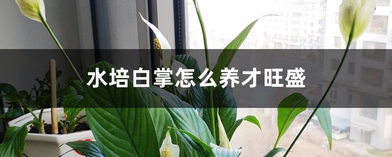 水培白掌怎么养才旺盛 水培白掌怎么养才旺盛