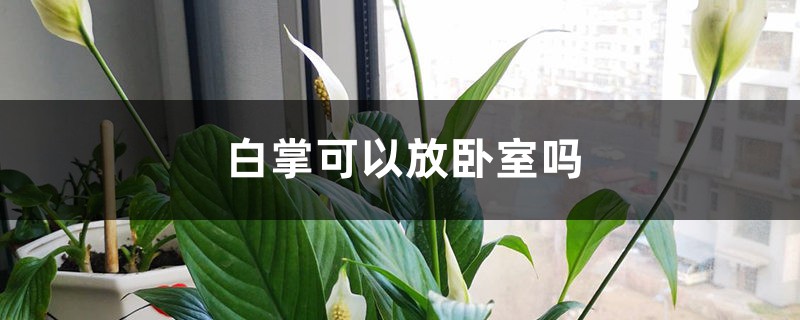 白掌可以放卧室吗,什么植物可以摆放在卧室? 白掌可以放卧室吗,什么植物可以摆放在卧室?
