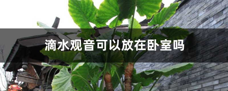 滴水观音能放在卧室吗 滴水观音能放在卧室吗