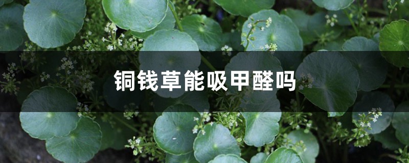 铜钱草能吸甲醛吗,放哪里招财 铜钱草能吸甲醛吗,放哪里招财