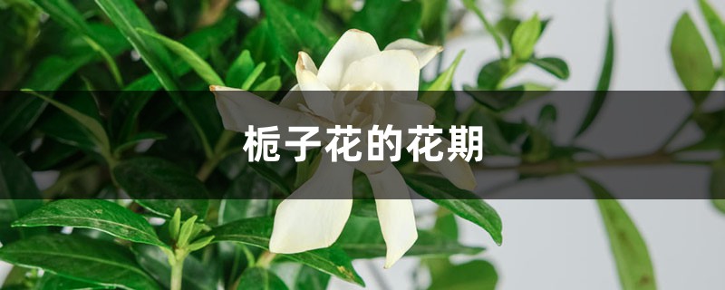 栀子花的花期,为什么不开花 栀子花的花期,为什么不开花