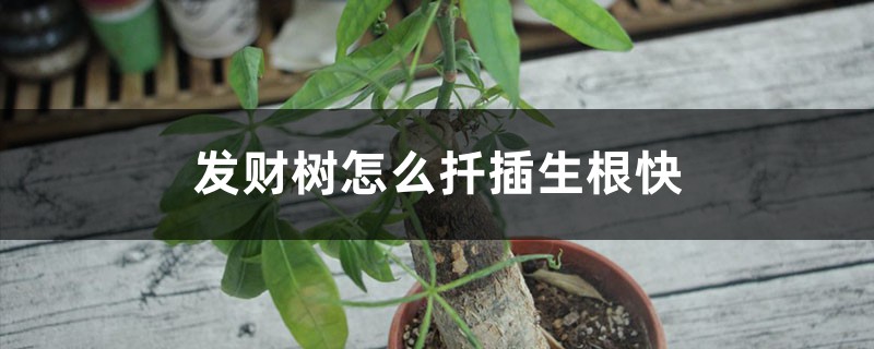 发财树怎么扦插生根快 发财树怎么扦插生根快