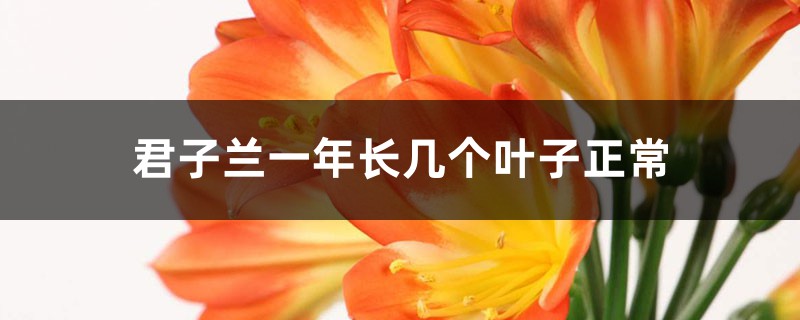 君子兰一年长几个叶子正常 君子兰一年长几个叶子正常