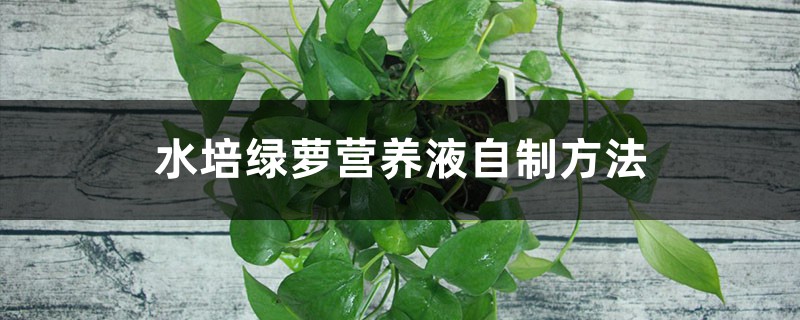 水培绿萝营养液自制方法 水培绿萝营养液自制方法