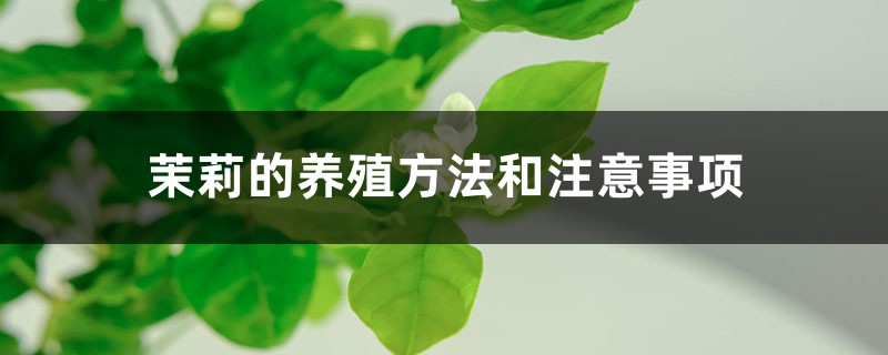 茉莉的养殖方法和注意事项 茉莉的养殖方法和注意事项