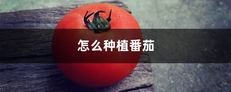 怎么种植番茄 怎么种植番茄