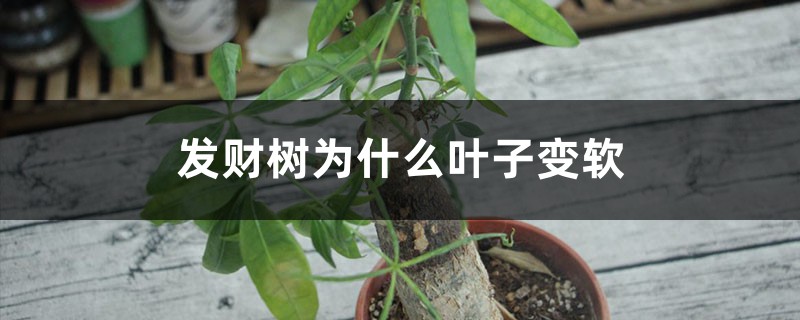 发财树为什么叶子变软,教你一招救活! 发财树为什么叶子变软,教你一招救活!